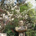 Photos: 住吉神社の白梅