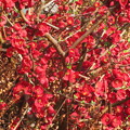 写真: 真っ赤な木瓜の花