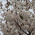 Photos: 桜にメジロ（１）