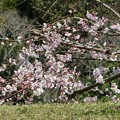 写真: 枝垂れ桜（２）