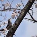 写真: 桜にヒヨドリ