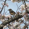 写真: 桜ヒヨドリ（１）