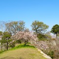 写真: 明石城址の桜（１）