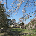 写真: 明石城址の桜（２）