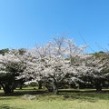 Photos: 明石城址の桜（６）