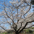 Photos: 明石城址の桜（７）