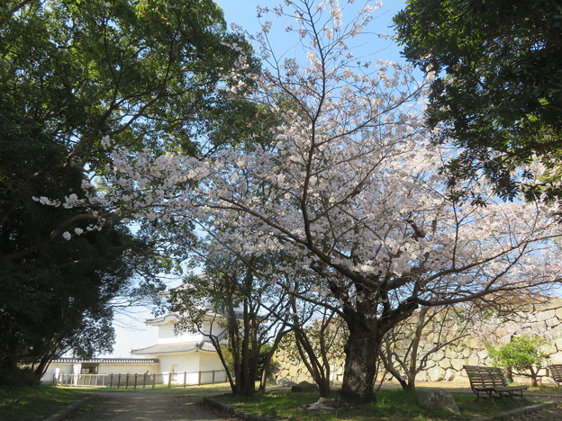 写真: 明石城址の桜（８）