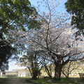 Photos: 明石城址の桜（８）