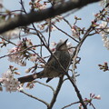 Photos: 桜ヒヨドリ（３／６）