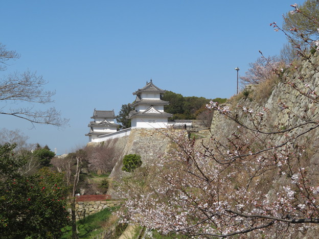 桜と明石城隅櫓（１）