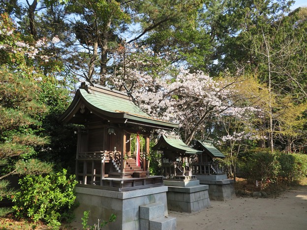 住吉神社の桜