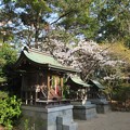 住吉神社の桜