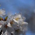 Photos: 桜のアップ（８）
