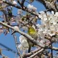 Photos: 桜メジロ（１）