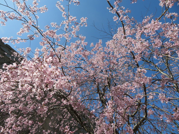 明石城の桜（２）