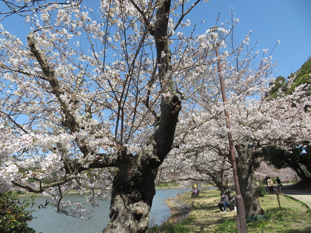 剛ノ池の桜（３）
