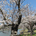 剛ノ池の桜（３）