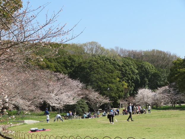 明石公園の桜（３）