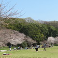 明石公園の桜（３）
