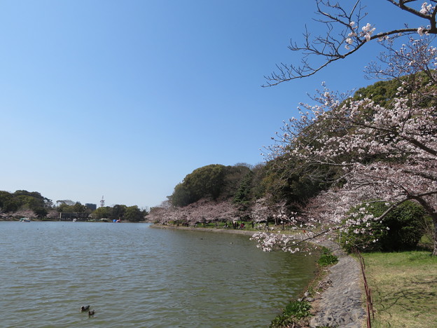 明石公園の桜（４）