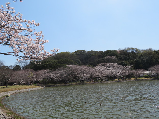 明石公園の桜（５）