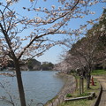 明石公園の桜（６）