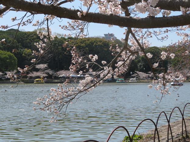 明石公園の桜（７）