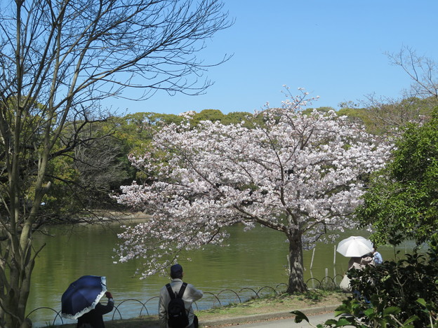 剛ノ池の桜（９）