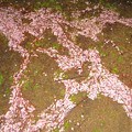 写真: 桜散る（１）