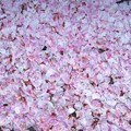 写真: 桜散る（２）