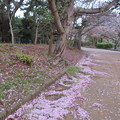 写真: 桜散る（３）