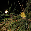 写真: 松の新芽と居待月