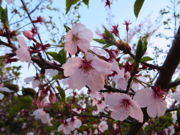 朝日の葉桜（ソメイヨシノ）