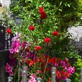 近所の庭のバラとツツジ