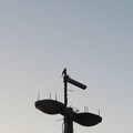 写真: 街路灯の上のホオジロ