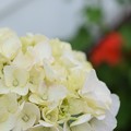 Photos: 白い紫陽花