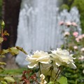 写真: 離宮公園の薔薇（１）