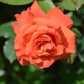 写真: 離宮公園の薔薇（３）