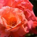 写真: 離宮公園の薔薇（２１）