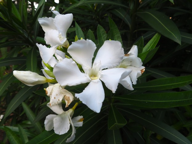 写真: 白い夾竹桃の花