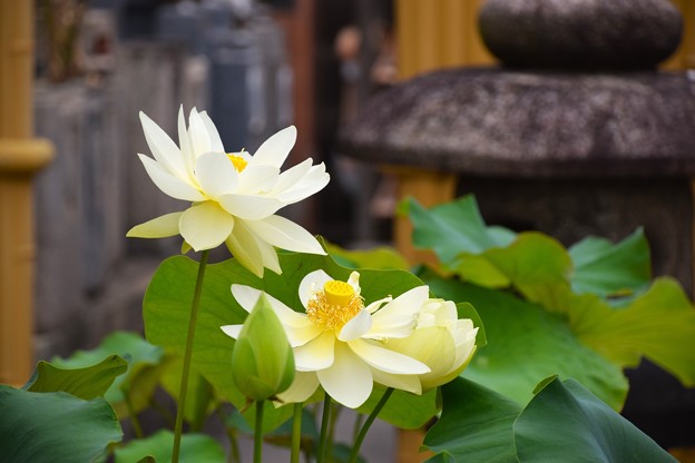 長徳禅寺の蓮の花2023（７）