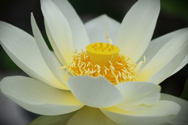 写真: 長徳禅寺の蓮の花2023（８）