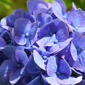 住吉神社の紫陽花２（４１）