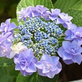 住吉神社の紫陽花２（４２）