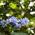 住吉神社の紫陽花２（４７）