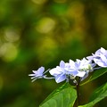 住吉神社の紫陽花２（４８）
