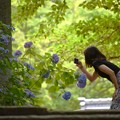 住吉神社の紫陽花２（５０）