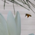 蓮に蜜蜂