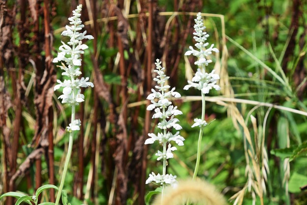 白いサルビアの花