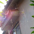 写真: 虹色の蜘蛛の糸(^^♪